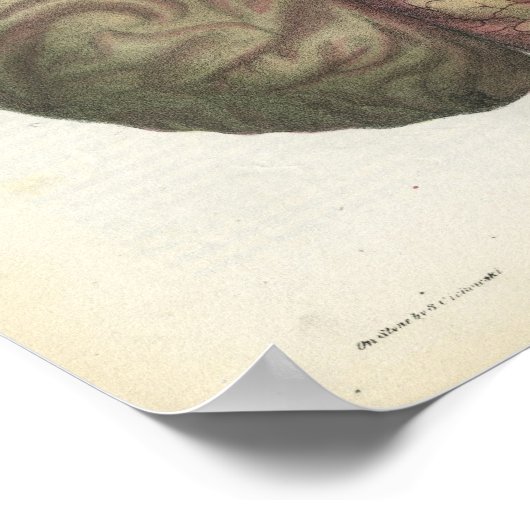 Human Brain  Anatomy Print (Hoek)