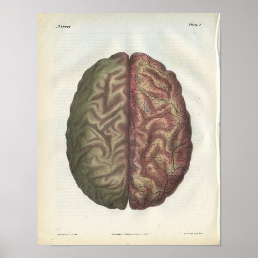 Human Brain  Anatomy Print (Voorkant)