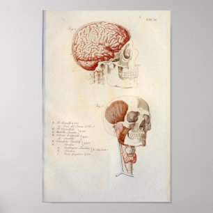 Human Brain Anatomy Print Franse Vintage