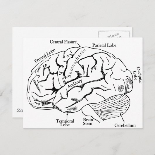 Human Brain Briefkaart (Voorkant / Achterkant)