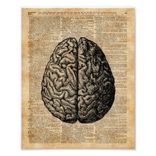 Human Brain Illustratie Dictionary Art Foto Afdruk