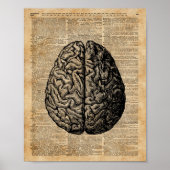 Human Brain  Illustratie Dictionary Art Poster (Voorkant)