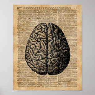Human Brain Illustratie Dictionary Art Poster