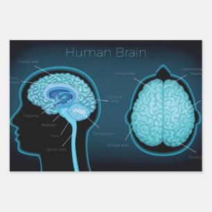 Human Brain Inpakpapier Vel