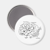 Human Brain Magneet (Voorkant / Achterkant)