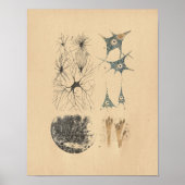 Human Brain Neuron Anatomy Print (Voorkant)
