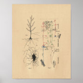 Human Brain Neuron Anatomy  Print (Voorkant)