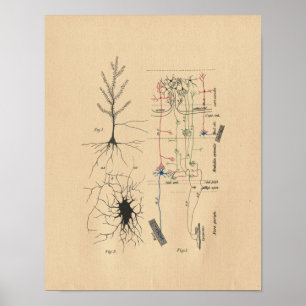 Human Brain Neuron Anatomy  Print