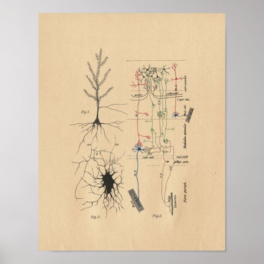 Human Brain Neuron Anatomy  Print (Voorkant)