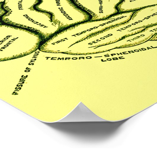 Human Brain Poster (Hoek)