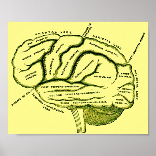 Human Brain Poster (Voorkant)