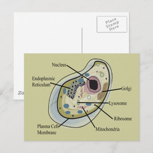 Human Cell Biology T-Hemden Briefkaart (Voorkant / Achterkant)