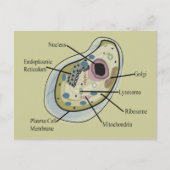 Human Cell Biology T-Hemden Briefkaart (Voorkant)