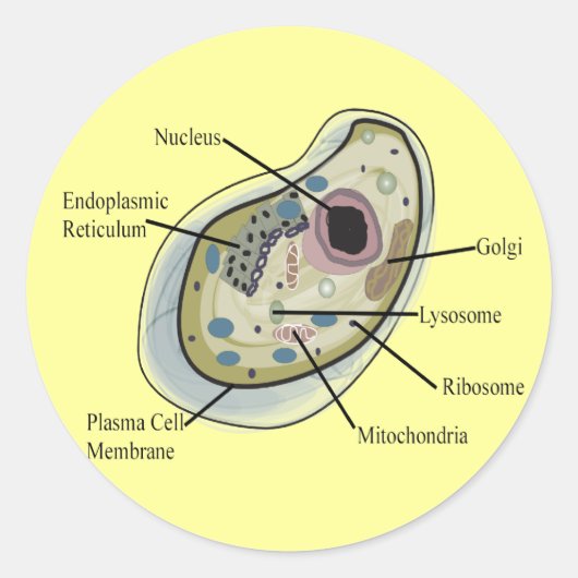 Human Cell Biology T-Hemden Ronde Sticker (Voorkant)