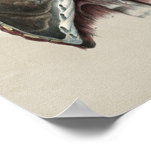 Human Chest Lung Anatomy Print (Hoek)