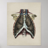 Human Chest Lung Anatomy Print (Voorkant)