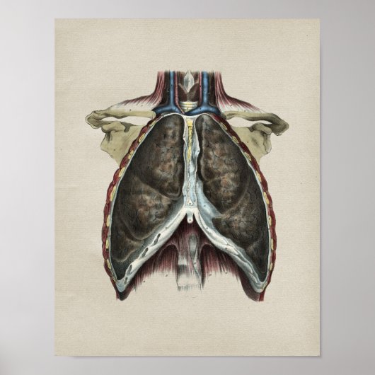 Human Chest Lung Anatomy  Print (Voorkant)