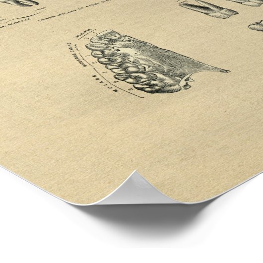 Human Dental Anatomy 1902  Print (Hoek)