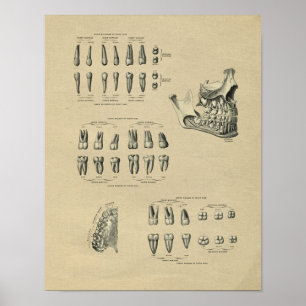 Human Dental Anatomy 1902  Print