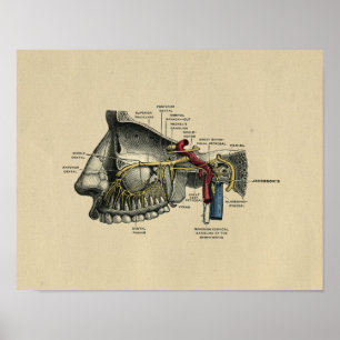Human Dental Nerves Anatomy 1902  Print