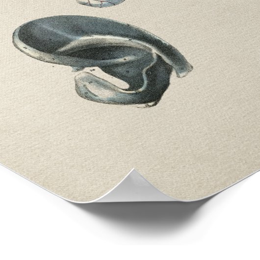 Human Ear Anatomy  Print (Hoek)