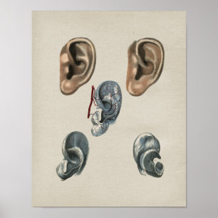 Human Ear Anatomy  Print