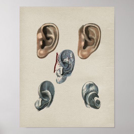 Human Ear Anatomy  Print (Voorkant)
