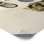 Human Ear Anatomy  Print (Hoek)