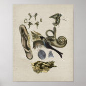 Human Ear Anatomy  Print (Voorkant)