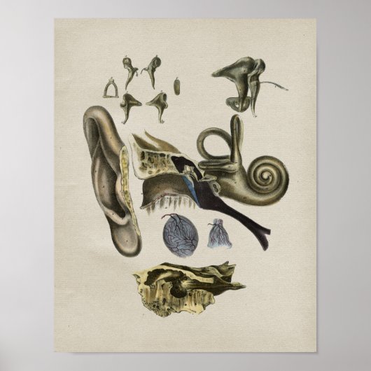 Human Ear Anatomy  Print (Voorkant)