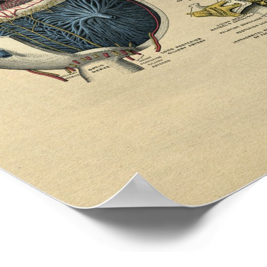 Human Eye Anatomy 1902  Print (Hoek)