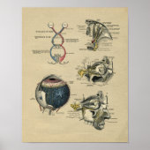 Human Eye Anatomy 1902 Print (Voorkant)