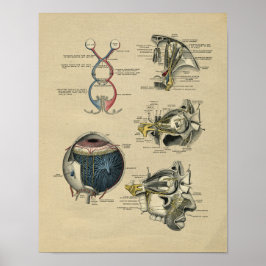 Human Eye Anatomy 1902 Print