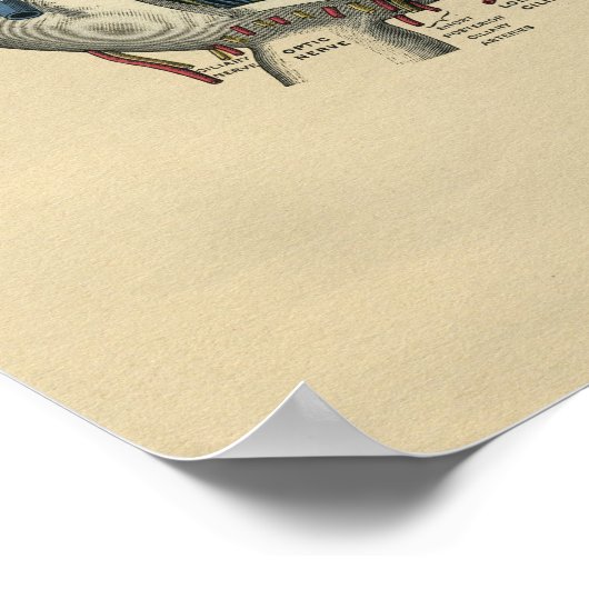 Human Eye Anatomy 1902  Print (Hoek)