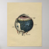 Human Eye Anatomy 1902  Print (Voorkant)