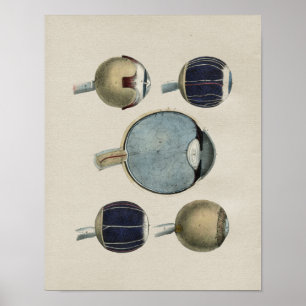 Human Eye Anatomy  Print