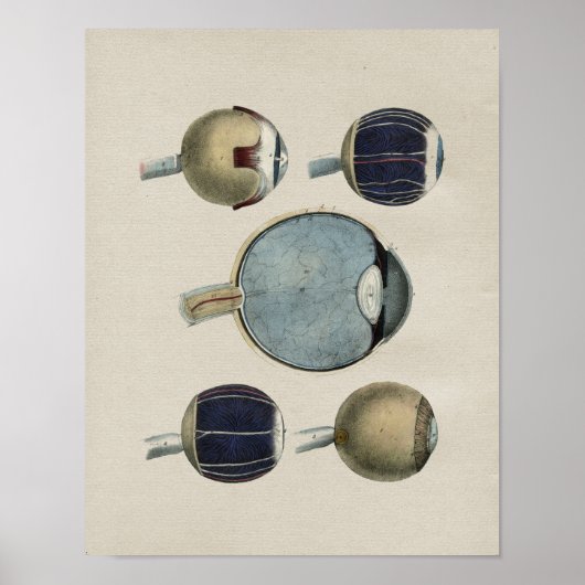 Human Eye Anatomy  Print (Voorkant)