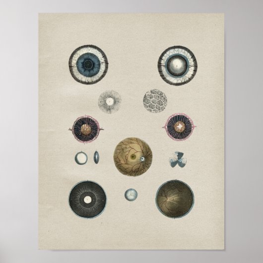 Human Eye Anatomy Vintage Print (Voorkant)