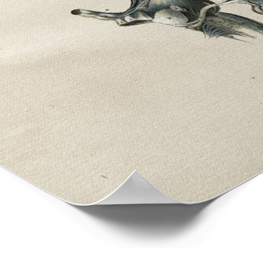 Human Eye Brain Anatomy  Print (Hoek)