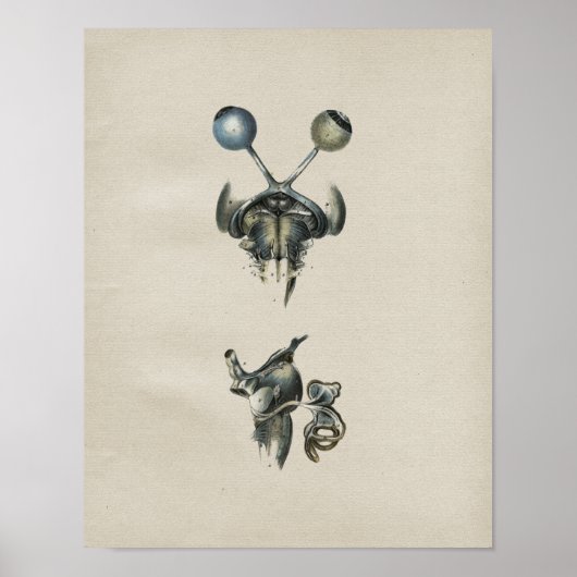 Human Eye Brain Anatomy  Print (Voorkant)