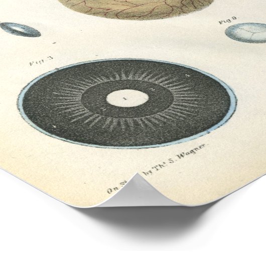 Human Eye Internal Anatomy Print (Hoek)