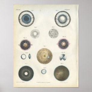 Human Eye Internal Anatomy Print