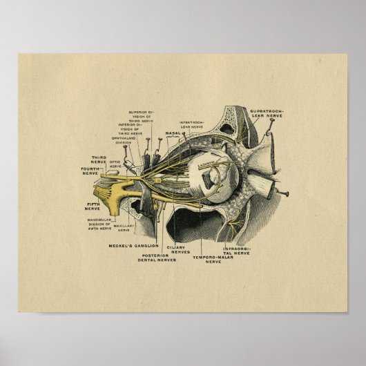 Human Eye Nerves Anatomy 1902  Print (Voorkant)