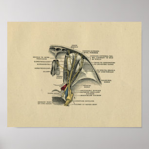 Human Eye Nerves Anatomy 1902  Print