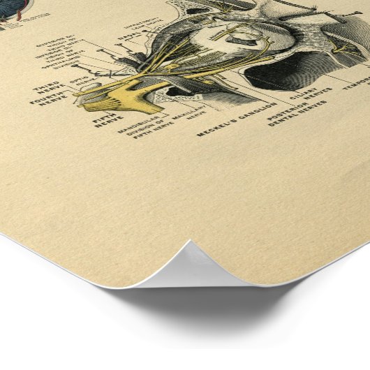 Human Face Eye Anatomy 1902  Print (Hoek)