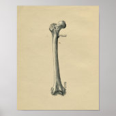 Human Femur Anatomy 1902  Print (Voorkant)