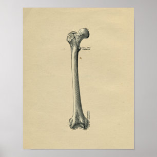 Human Femur Anatomy 1902  Print