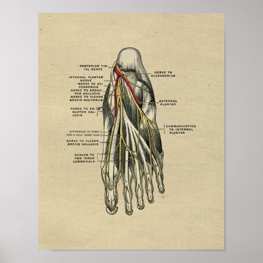Human Foot Anatomy 1902  Print (Voorkant)