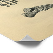 Human Foot Anatomy 1902  Print (Hoek)