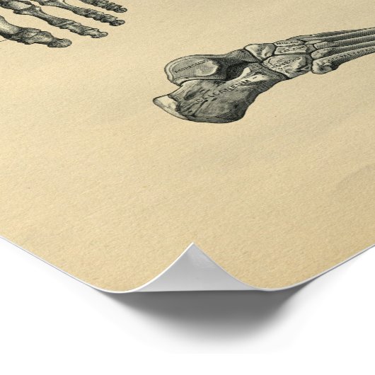 Human Foot Anatomy 1902  Print (Hoek)